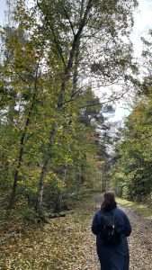Herbstlicher Wald